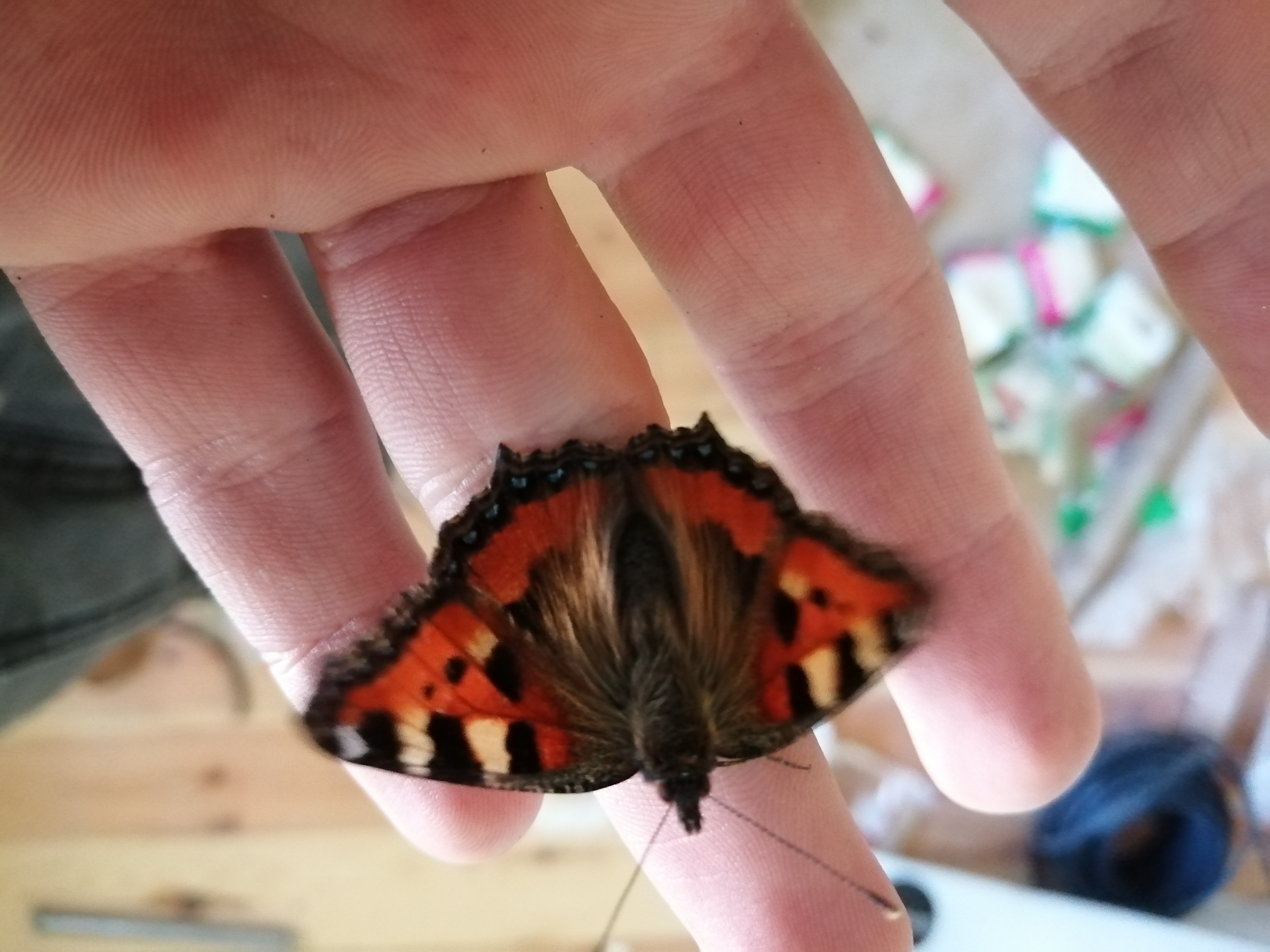 Хентай хентай,Аниме, rule34